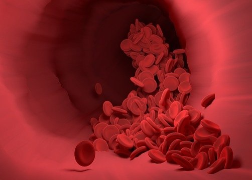 Red blood cells in a vein