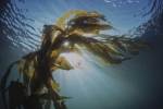 Sea kelp seaweed in the ocean