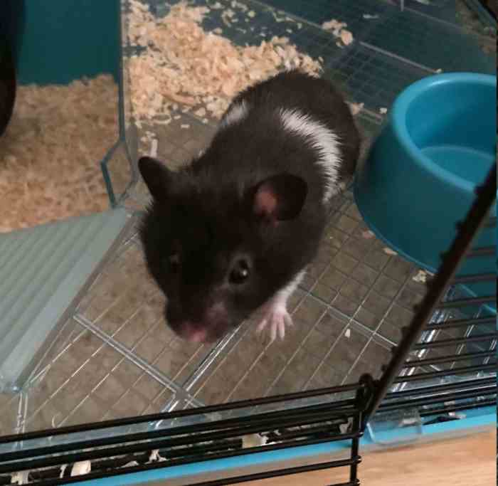 Murray the hamster being released from jail