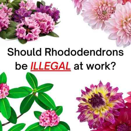 Should Rhododendrons be illegal at work?