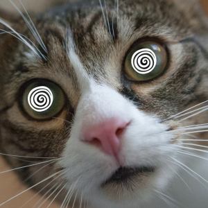 A close up of a cat's face with hypnotic eyes