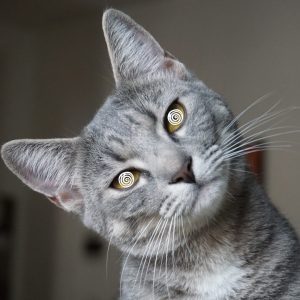 A grey hypnotist cat