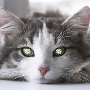 Cute cat hypnotising you