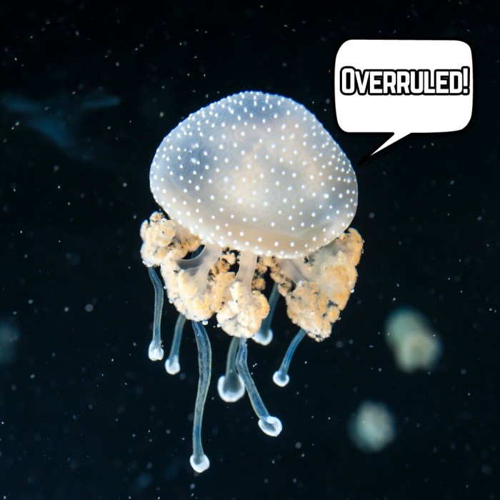 A jellyfish saying overruled as it's a jellyfish judge