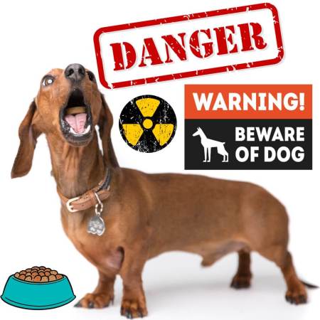 Beware of the dangerous sausage dog