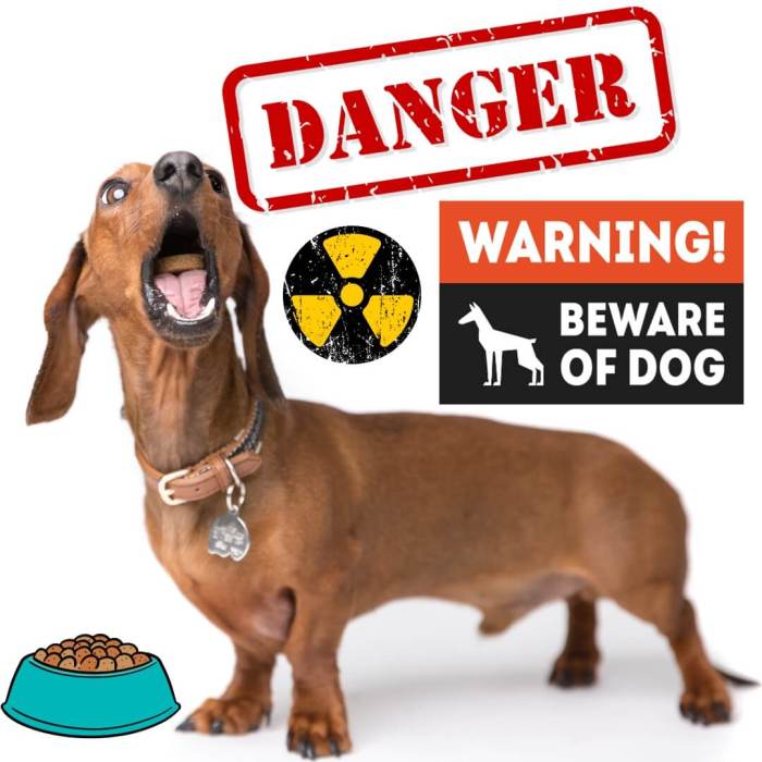 Beware of the dangerous sausage dog
