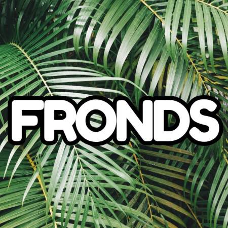 Fronds the fern plants
