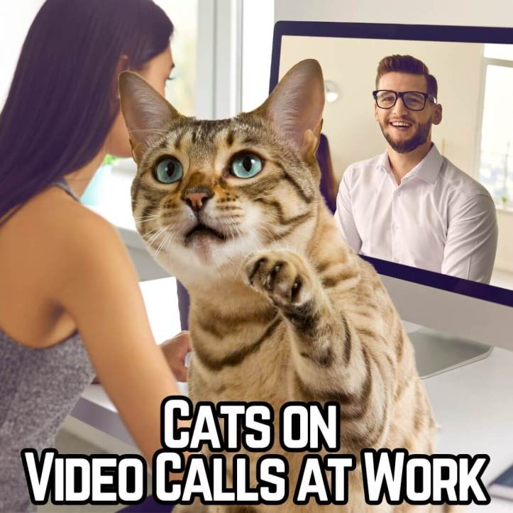 Cats on video calls at work business guide