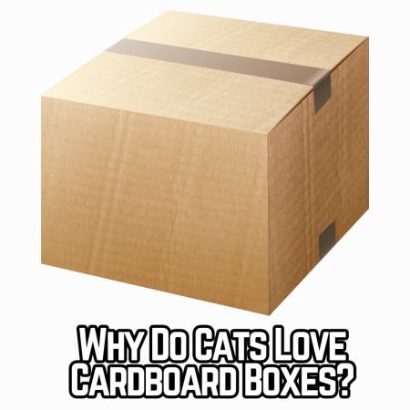 Why do cats love cardboard boxes?