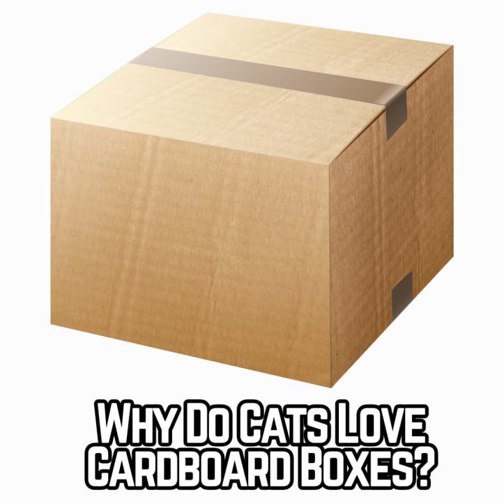 Why do cats love cardboard boxes?