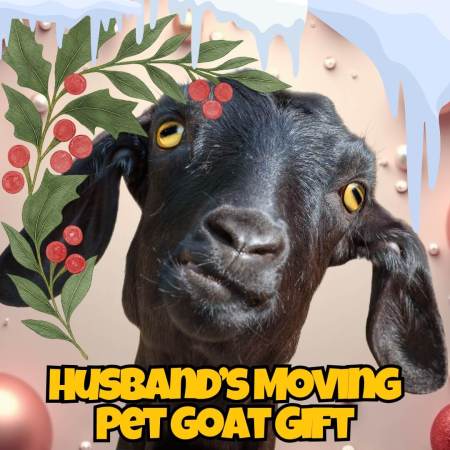 Husband buys wife a pet goat for Christmas
