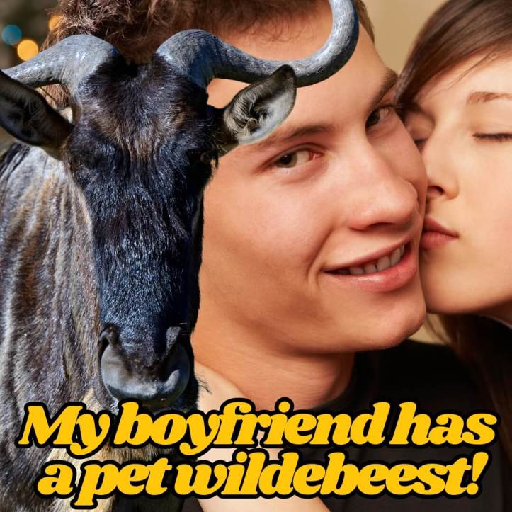 My boyfriend has a pet wildebeest